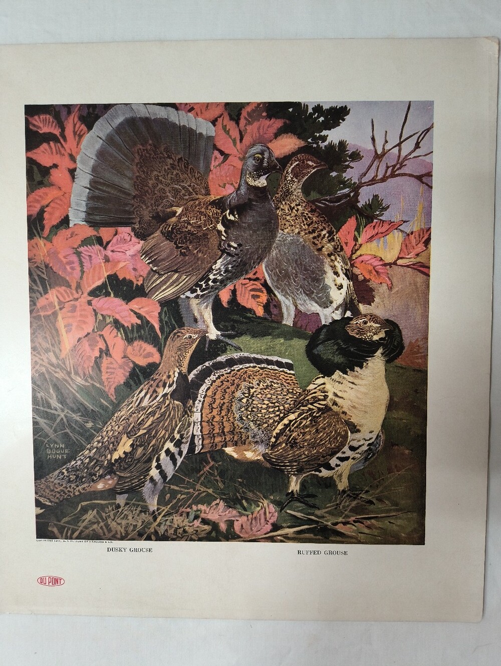 Vintage Wildlife Bird Art Print - Dusky & Ruffed Grouse Du Pont Lithograph Lynn